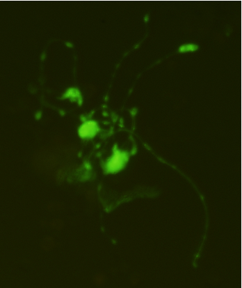 Proplatelet formation of GFP-transduced cultured megakaryocyte