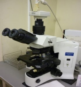 写真　顕微鏡