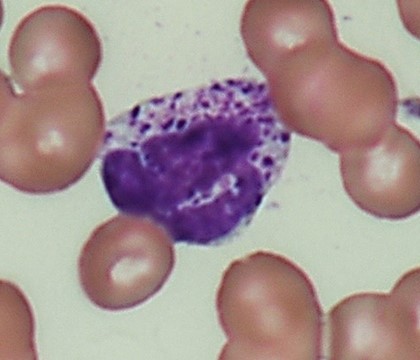 写真　好塩基球